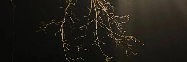 dust2 Profile Banner