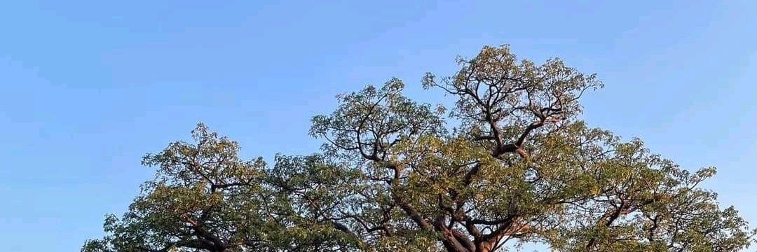 2020_baobab's profile banner image