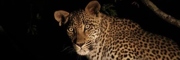 Spaulders 🔺🌐 👔 banner