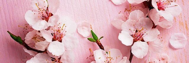 eminegaracoglu's profile banner image