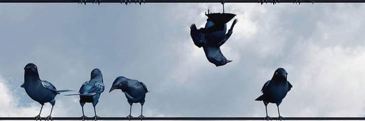ilbenemarco's profile banner image