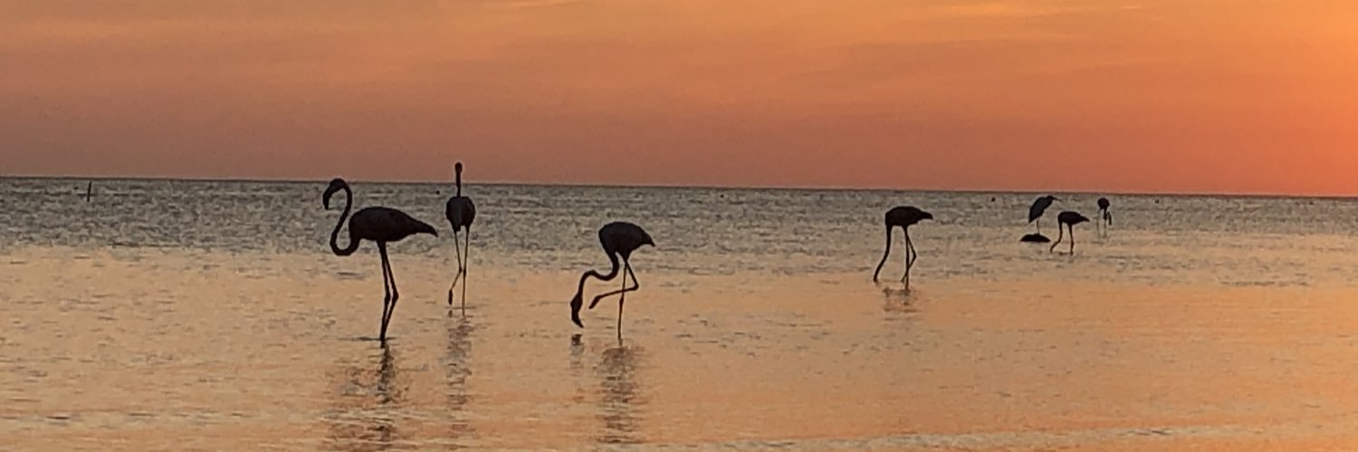 DebraCarolina's profile banner image