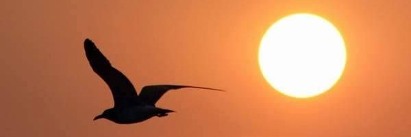 anchpedrom's profile banner image
