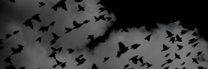 호러물 시리커 홍보봇 banner