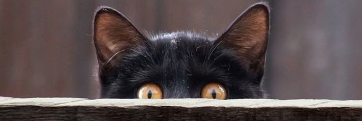 Kitty banner