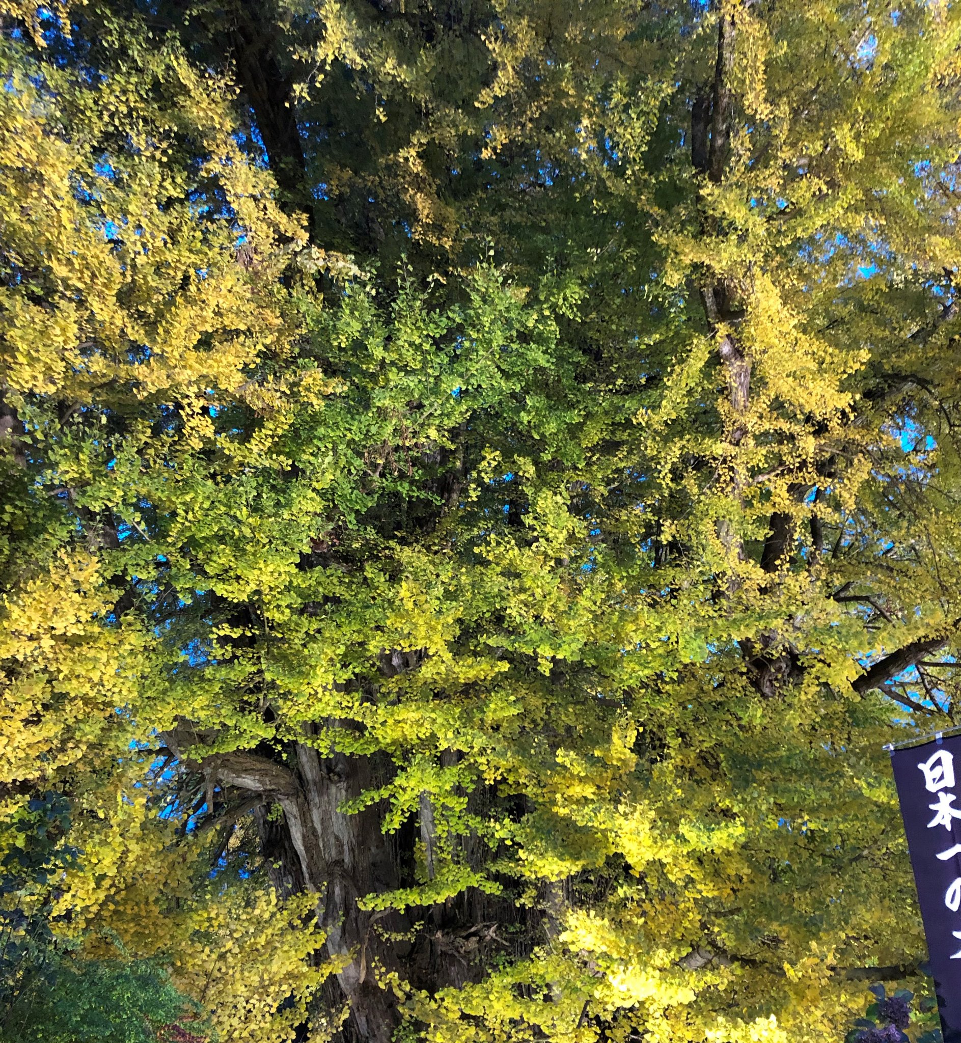 posaune42's profile banner image