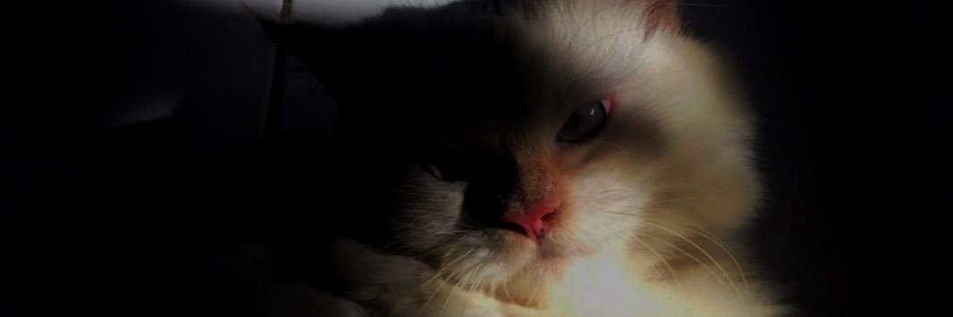 bellaacr's profile banner image