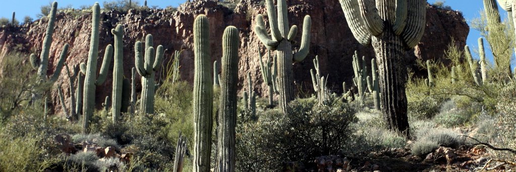 Torunn Sinclair banner