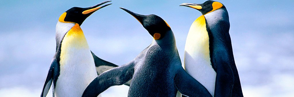 DucVan93040473's profile banner image