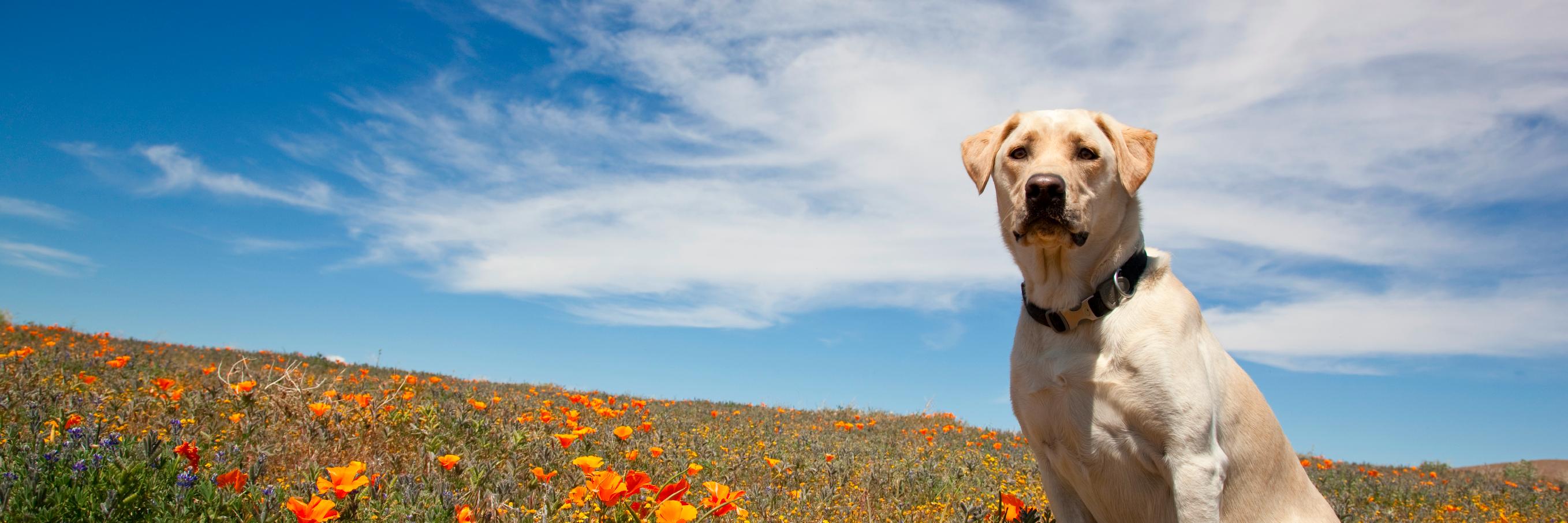 K9 Ventures banner