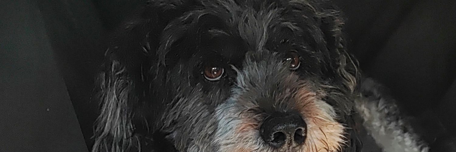 OssiHolli1958 banner