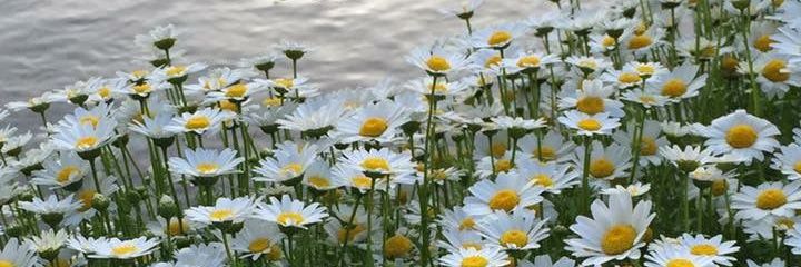 kksrt._ banner