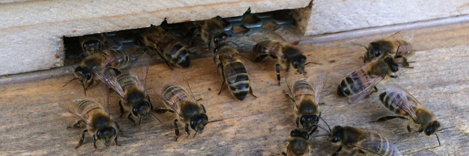 Bees13uk's profile banner image