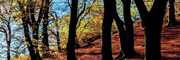 howlingbeeband Profile Banner