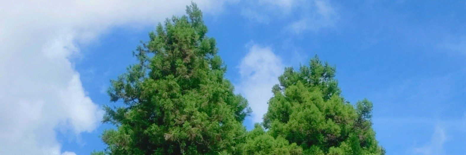 springday_vvv's profile banner image