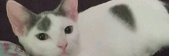 chelbisgizmo's profile banner image