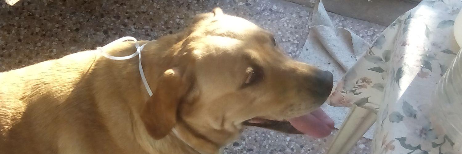 BrunoPaulini's profile banner image