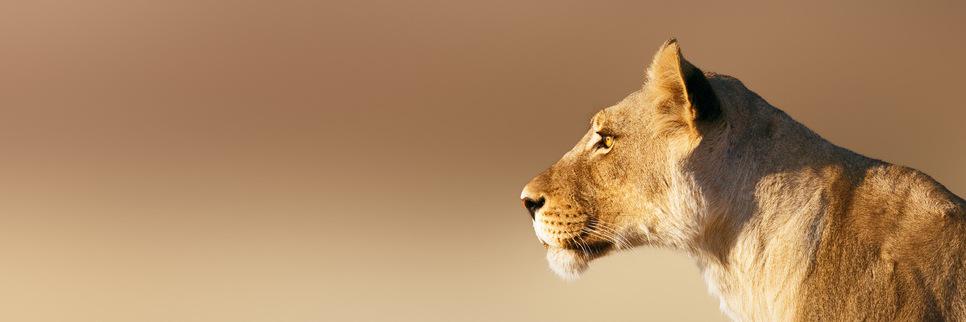 MmCatBkk's profile banner image