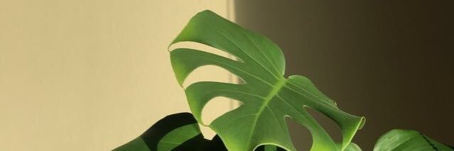 m banner