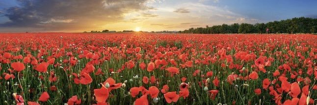 RedMerseyman's profile banner image