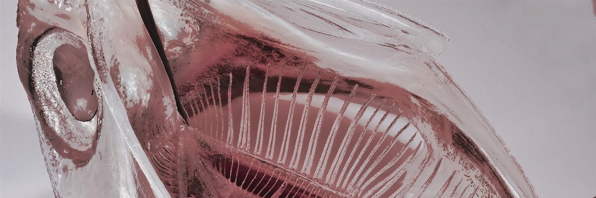 🩸 banner