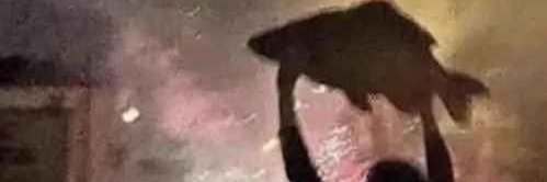 🌲🦎Gravity🦎🌲 banner