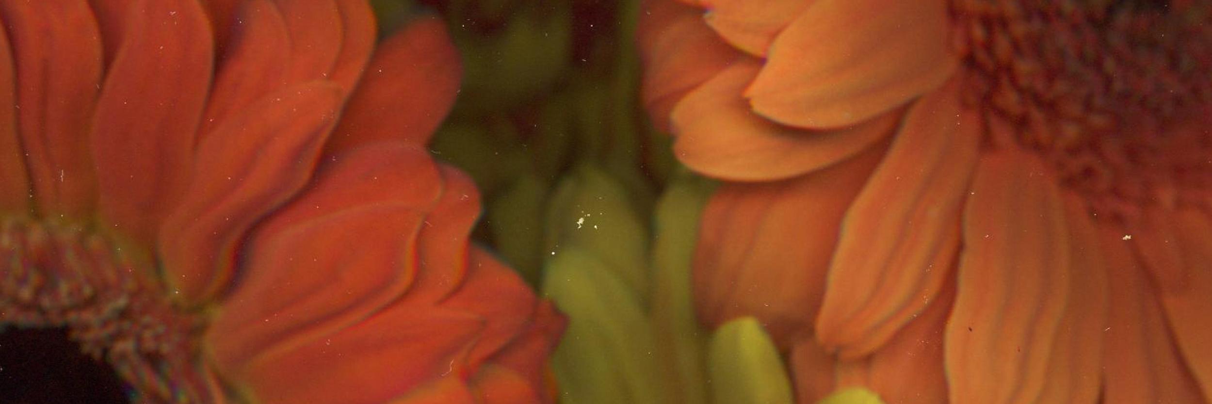 s l y . banner