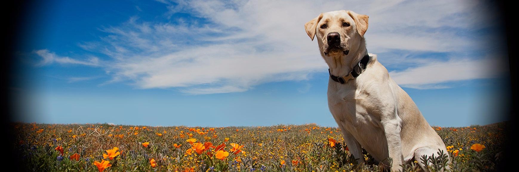Dr. Manu Kumar 👋🏽 banner