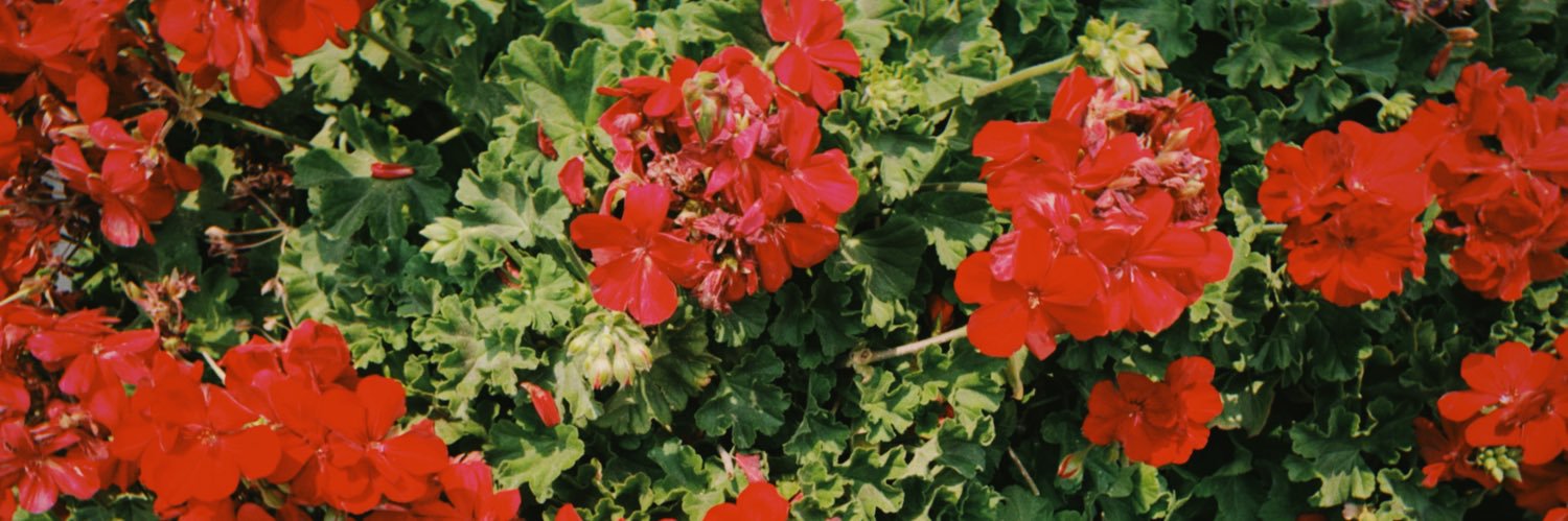 ginn 𓇢𓆸 banner