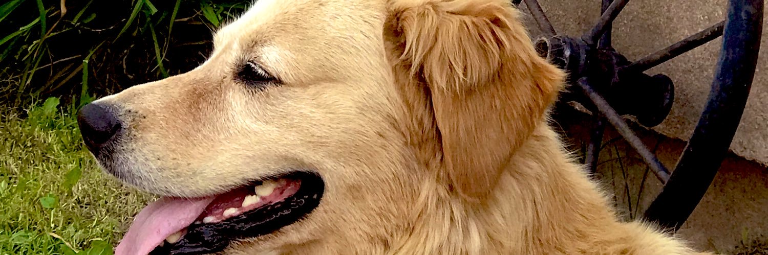 sofiheck's profile banner image
