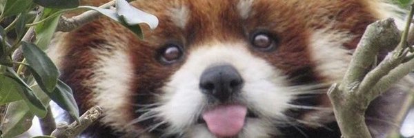 EditorMary Profile Banner