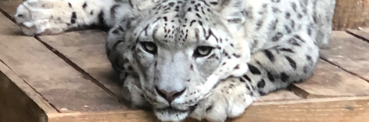 offwhitepork's profile banner image