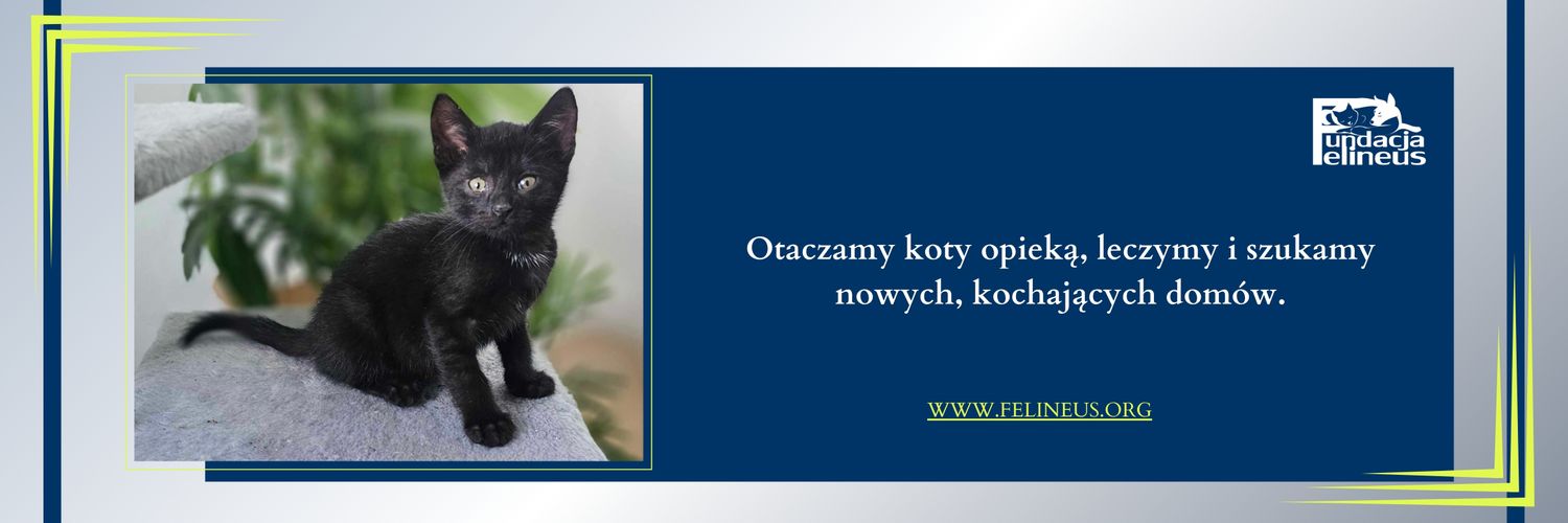 Koty w głowie 🐈's banner