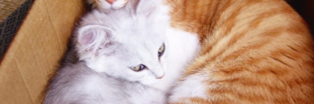 sugarparadise's profile banner image