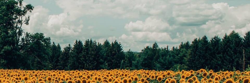Mif_Alim's profile banner image