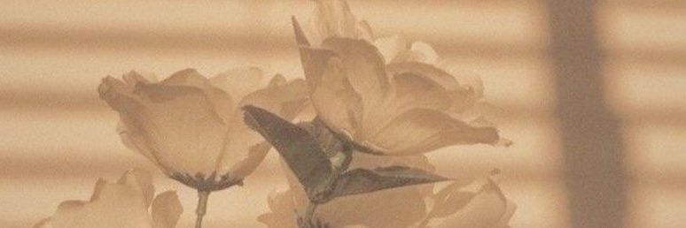 softxagrst's profile banner image