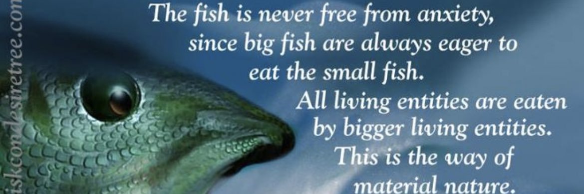 FibonacciFish banner