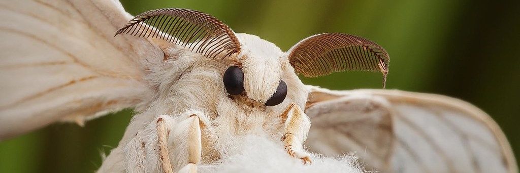 bullbunny's profile banner image