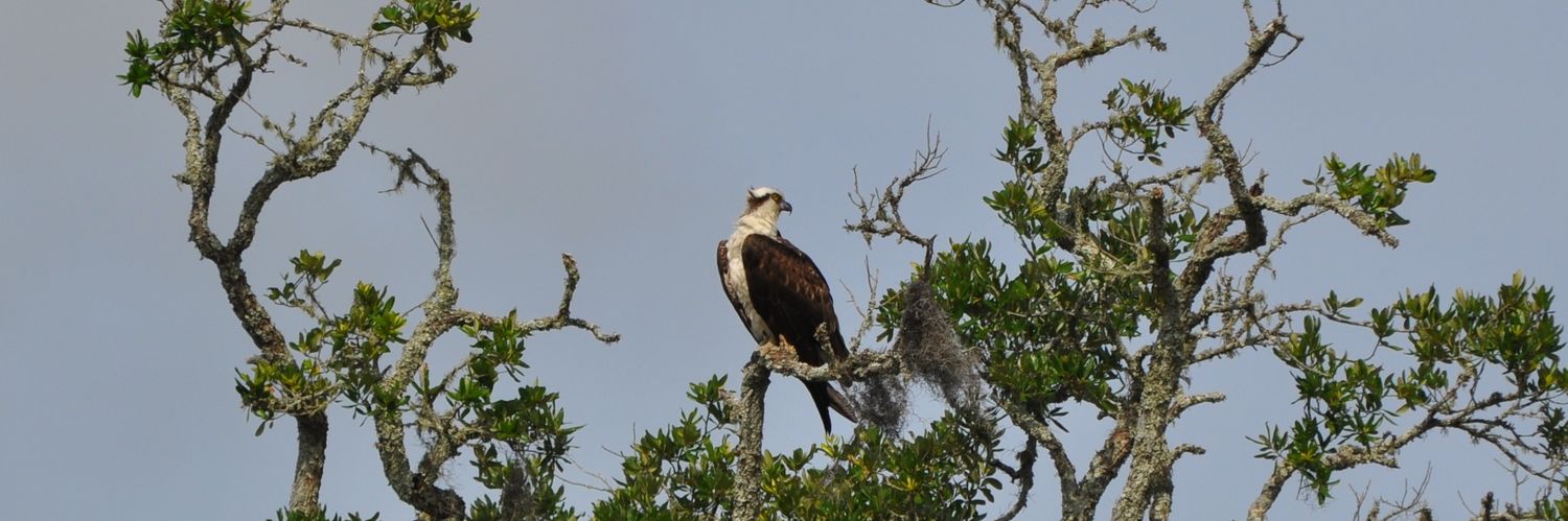 Halfwitticism banner