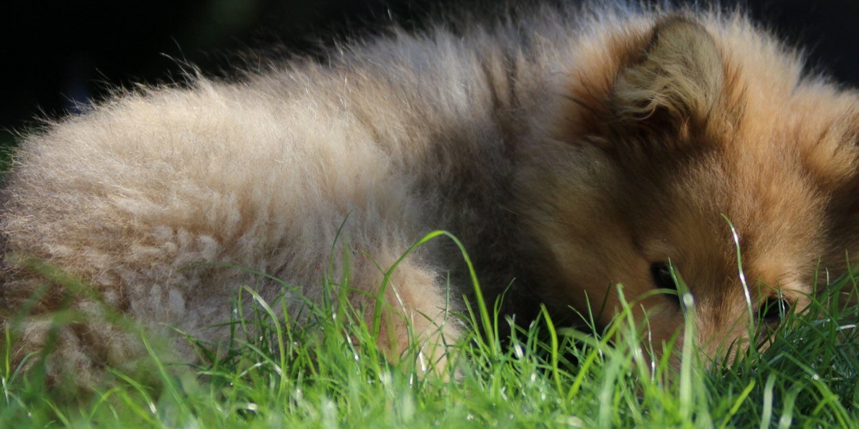FoxyPinkChick's profile banner image