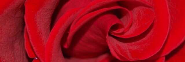 birdoee_'s profile banner image