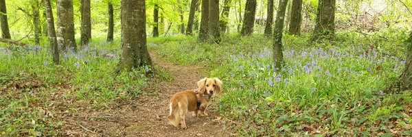 ailishdurk Profile Banner