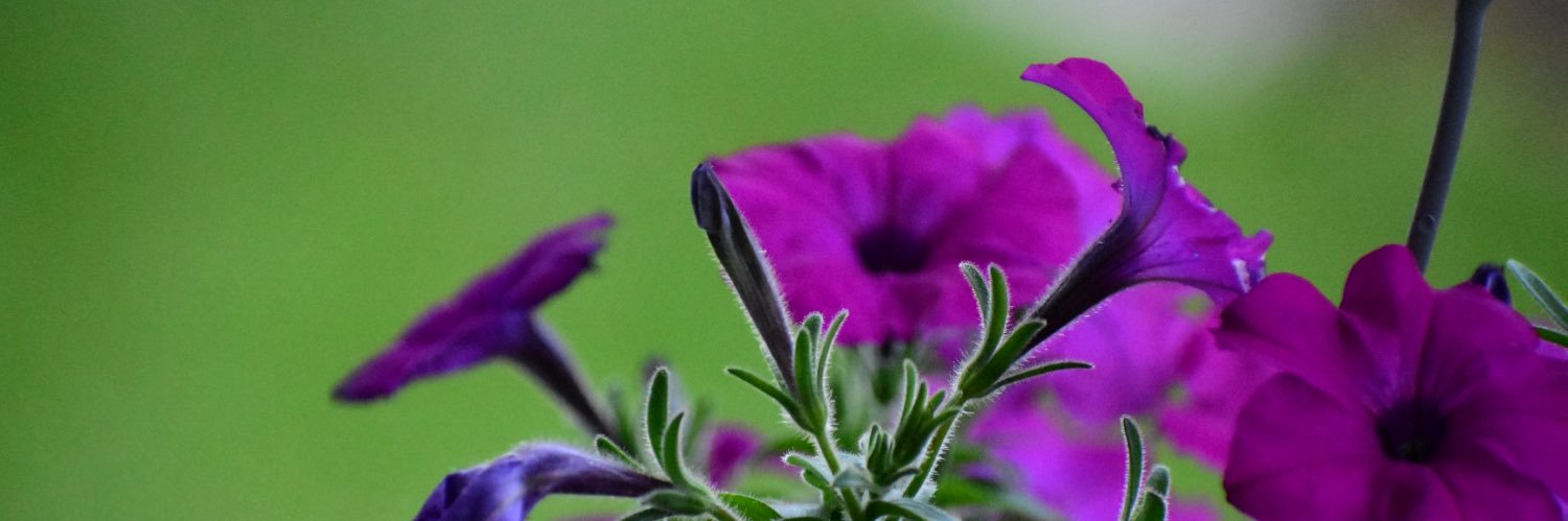 MallaB13's profile banner image