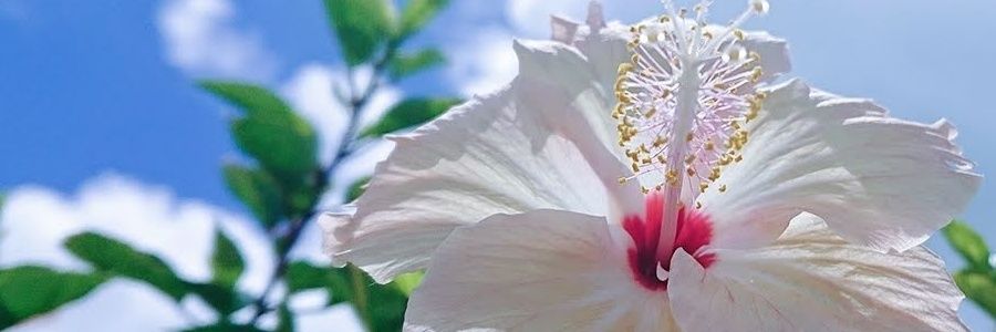 kei kamata's banner