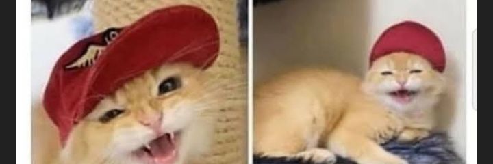 SilverFox6421's profile banner image