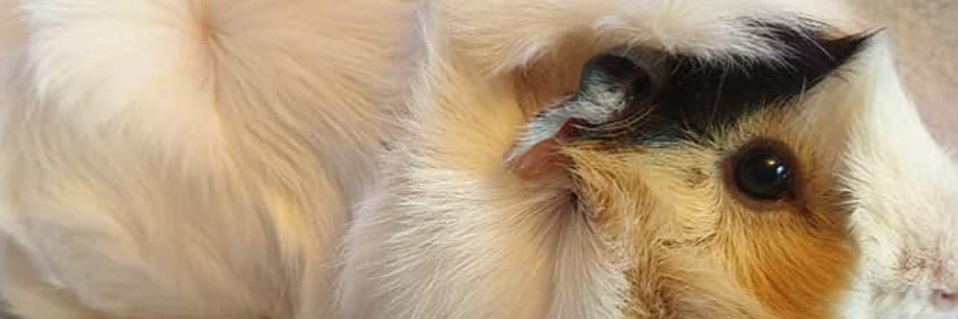 naturallysimple's profile banner image