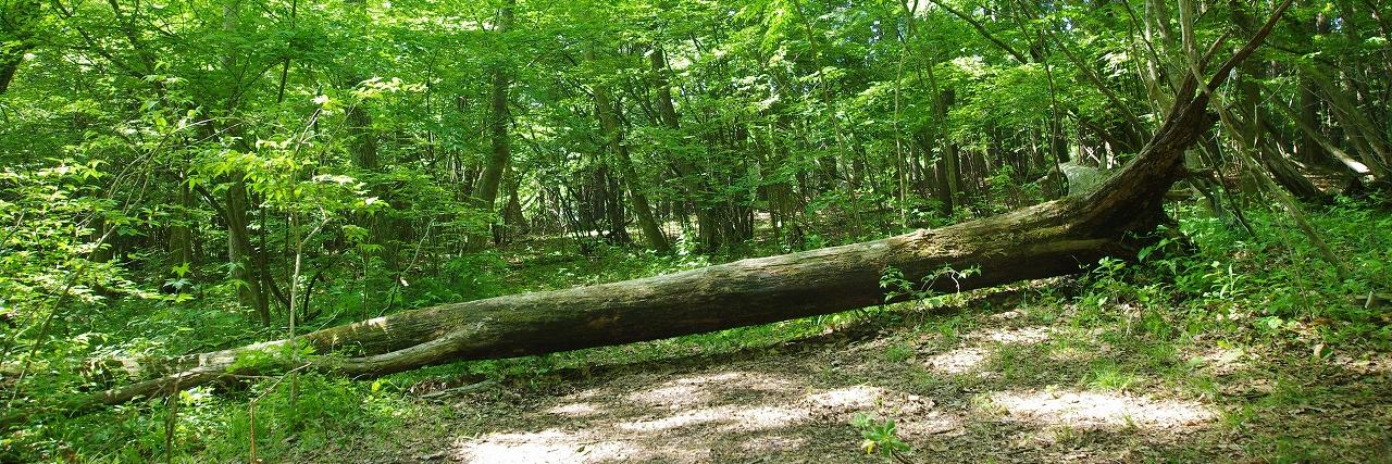 ソラナスタジオ banner