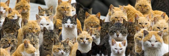 Meow 😼🥹 banner