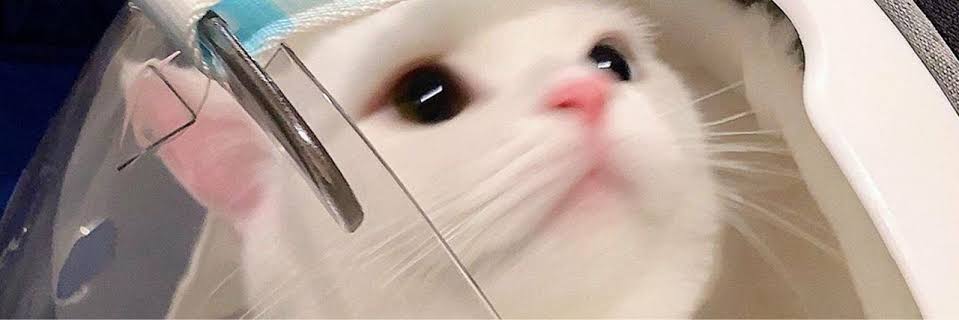 Salsa/JUAL APP PREM banner