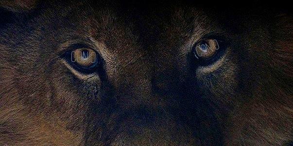 ConioVega's profile banner image